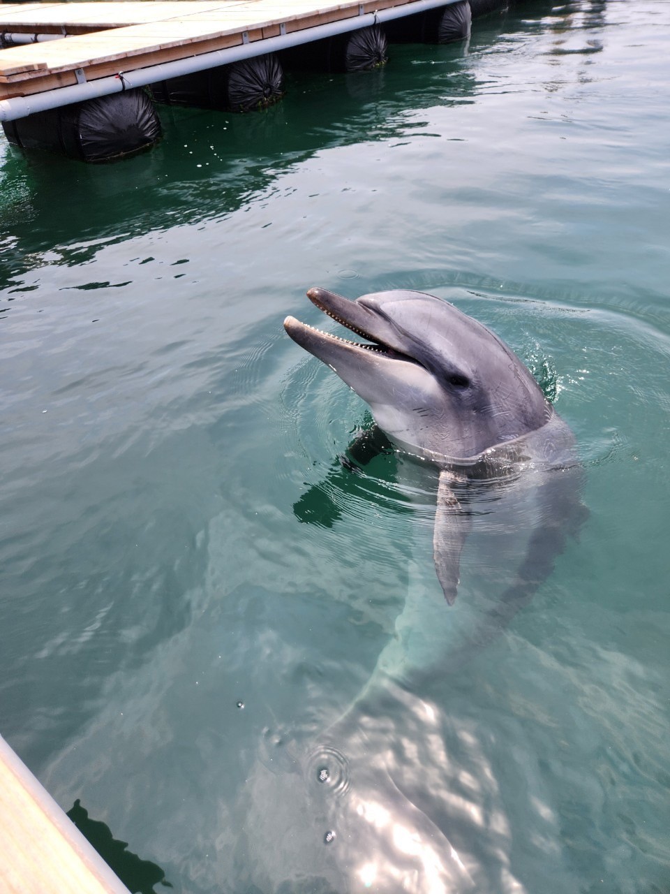 ドルフィン予約