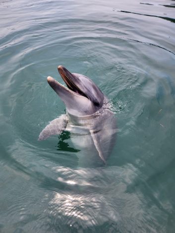 イルカたちに会いに来てね!!