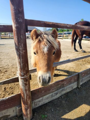 馬の背に揺られリラクゼーションを