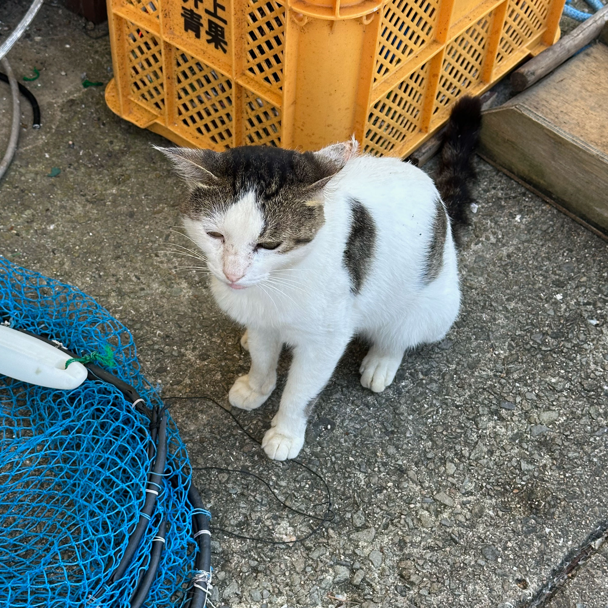 じゃのネコさんたち