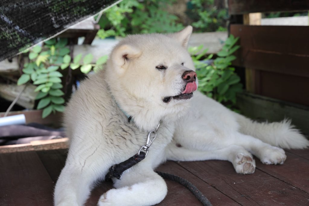 飼い主さんに言いたい事がある….😗